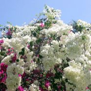 Bouquet de bougainvilliers.jpg